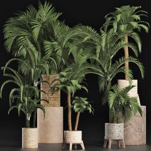 Plants Collection 202 Egyptian Palms