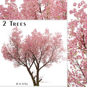 Sakura Tree (Cherry Blossom or Prunus Cerasus)