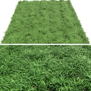 Green Lawn