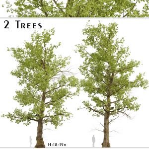 American Sycamore Tree (Platanus Occidentalis)