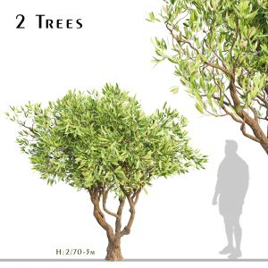 Set of Olive Trees (Olea Europaea) (2 Trees)