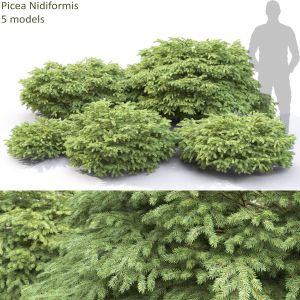 Picea Nidiformis 01