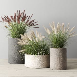 Pennisetum Foxtail In Concrete Pots