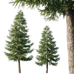 Spruce (12,5m And 9,5m)