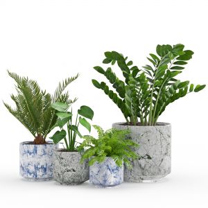 Houseplants 55