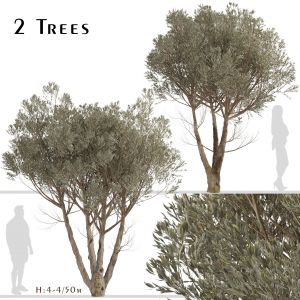 Set of Acacia Aneura Trees (True Mulga) (2 Trees)