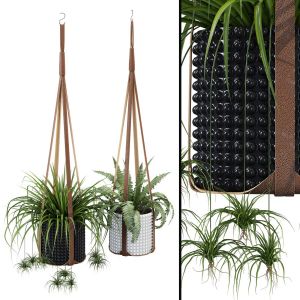 Corium Plant Hanger