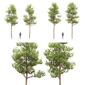 Pollarded London planetree set (9.6 - 10.75m)