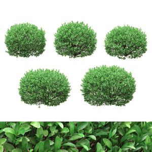 Boxwood Balls 52 - 62cm