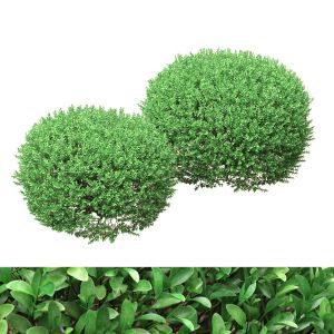 Rounded Boxwood Shurbs 91 - 106cm High