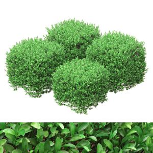 Boxwood Cubes 84 - 105cm High