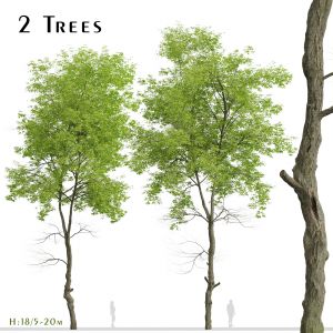 Set of White ash Trees (Fraxinus americana)