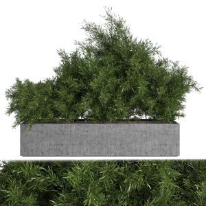 Outdoor_plants_tree_in_concrete_box_01