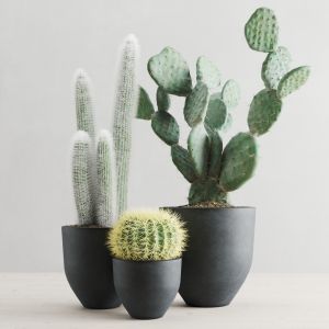 Cacti In Concrete Pots