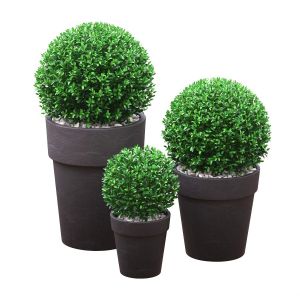 Potted Buxus Balls 01