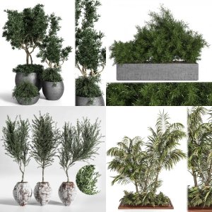 5 sets of foreign plants