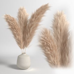 Soft Pampas 2