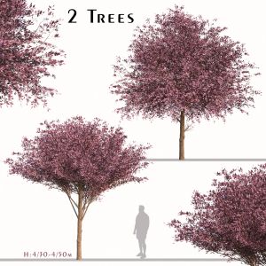 Set of Purple Pony Plum Trees (Prunus cerasifera)