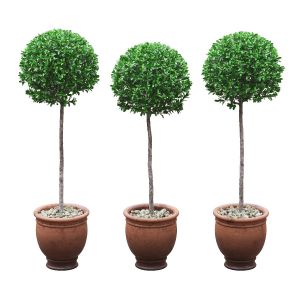 Potted Buxus Balls On Stem