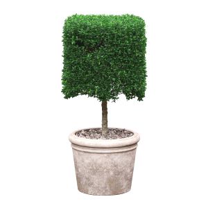 Potted Topiary Buxus 01