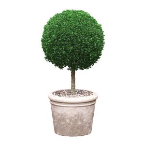 Potted Topiary Buxus 03