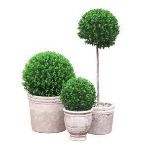 Potted Topiary Buxus 04