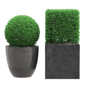 Potted Topiary Buxus 06