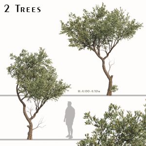 Set of Fruitless Olive Trees (Olea Europaea)