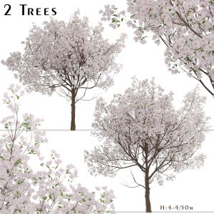 Set of Yoshino Cherry Trees (Prunus yedoensis)