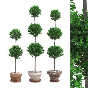 Potted Topiary Buxus 07