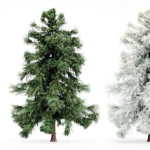 Alaska Cedar-spring To Winter