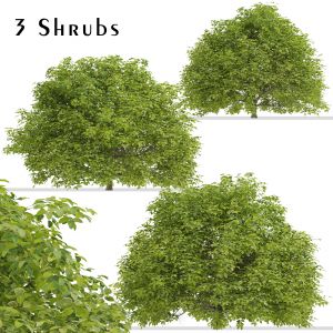 Set of Euonymus japonicus Shrubs ( Spindle )