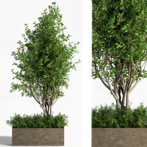 Outdoor Plants Tree In Concrete Box 01