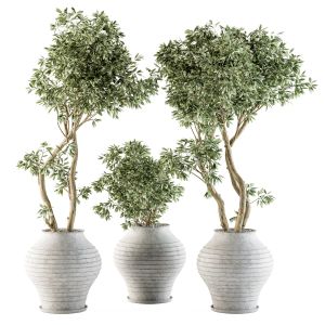 Outdoor Plants Tree In Concrete Pot - Set 89