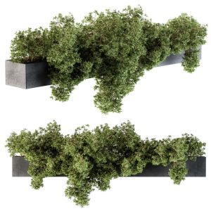 Outdoor Plant Set 103 - Hanging Plants