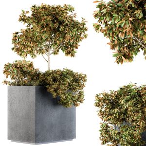 Outdoor Plants In Concrete Plant Box - Set 98