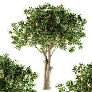 Lemon Tree - Set 25