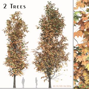 Set Of Acer Saccharum Tree (sugar Maple) (2 Trees)