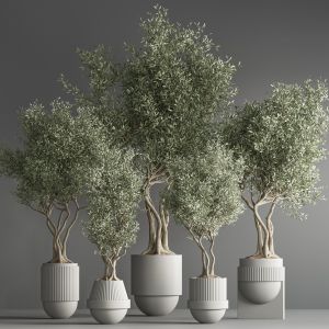 Indoor Plant Set 32