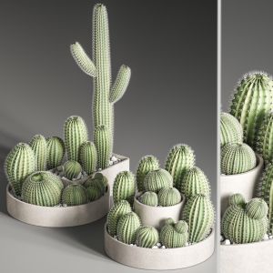 Set Of Cactuses And Indoor Plant Set 35