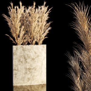 Dry Flowers Pampas Grass 004