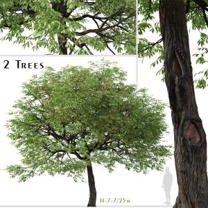 Set Of Juglans Nigra Tree ( Eastern Black Walnut )