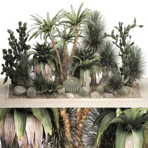 Collection Of Tropical Desert Plants 1108