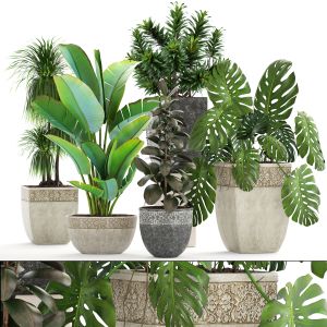 Collection Of Plants For Landscape Design, Garden