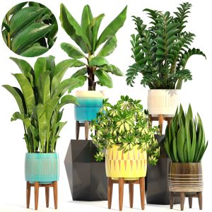 Collection Plants In A Flower Pot For Decoration