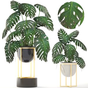 Monstera In A Luxury Flower Pot For Decoration