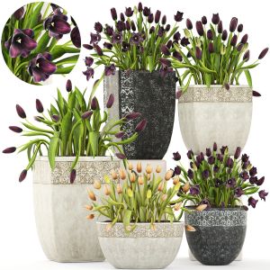 Tulips In Garden Flowerpots For Landscape Design