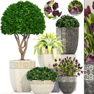 Collection Of Plants In Classic Pots Landscaping