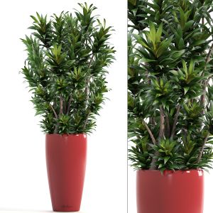 Dracaena Bush In A Flower Pot For Decoration