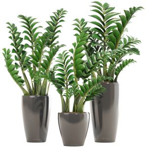 Zamioculcas Set Plants In A Flowerpot